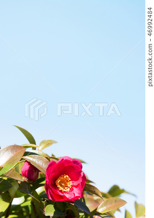 Sazanka Blue sky 46992484