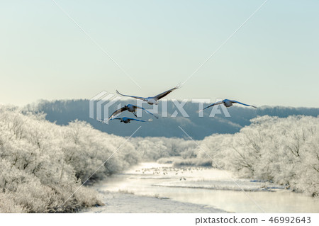 Tancho優雅地飛行藍天飛行Tsurui村莊Otowa橋樑 46992643