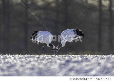 Tancho parent and child love child care Tsurui village Tancho parent and child love child care Tsurui village 46992648