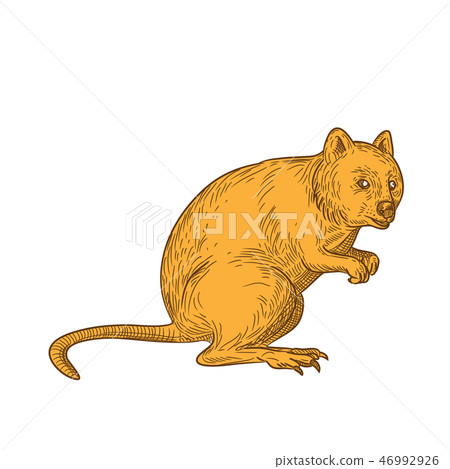 Quokka Drawing Color Quokka Drawing Color 46992926