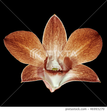 brown white orchid flower isolated black 46993270