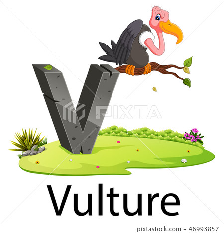 zoo animal alphabet V for Vulture zoo animal alphabet V for Vulture 46993857