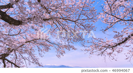 Cherry blossoms in full bloom Spring image 46994067