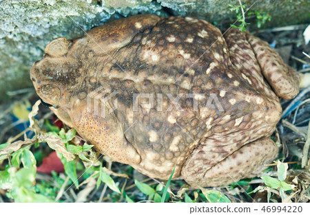Back of cane toad frog 46994220