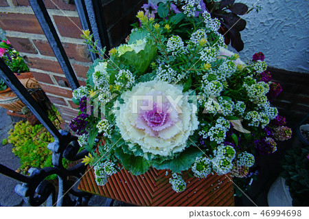Flower close-up close-up 46994698