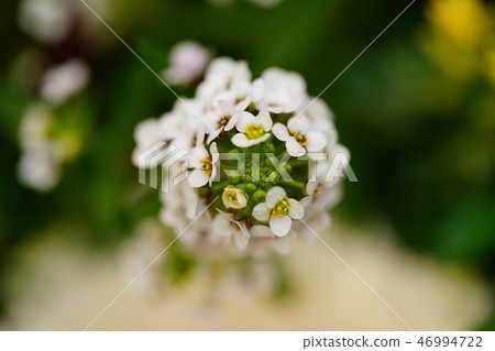 花特寫鏡頭特寫鏡頭 46994722