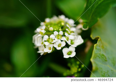 花特寫鏡頭特寫鏡頭 46994724