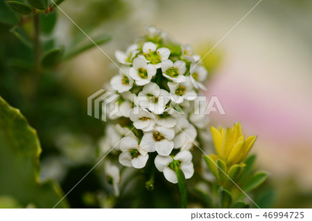 花特寫鏡頭特寫鏡頭 46994725