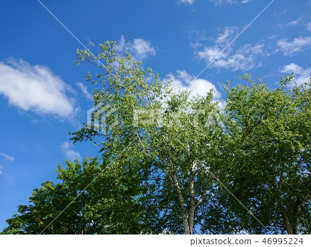 Fresh green birch and blue sky 46995224