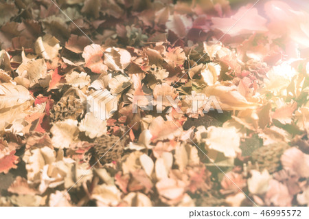 vintage backgrounds dry flower leaves on ground 46995572