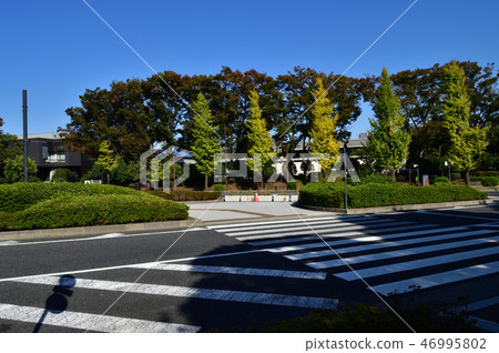 在東京都千代田區永田町的Kensei紀念館前的交叉路口和樹上拍攝的照片 46995802