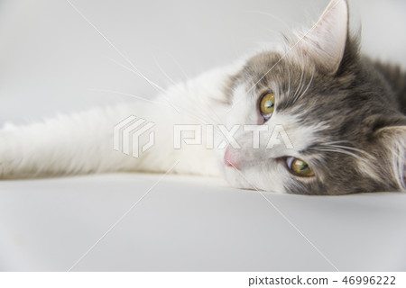 Norwegian Forest Cat Norwegian Forest Cat 46996222
