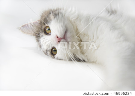 Norwegian Forest Cat Norwegian Forest Cat 46996224