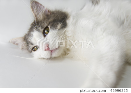 Norwegian Forest Cat Norwegian Forest Cat 46996225