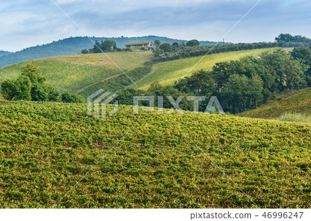 Vineyard in Chianti region in province of Siena Vineyard in Chianti region in province of Siena 46996247