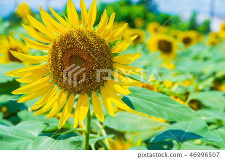 Ueno hair is a sunflower field in the village park of Gunano Pref. Takasaki City, Gunma Prefecture Ueno hair is a sunflower field in the village park of Gunano Pref. Takasaki City, Gunma Prefecture 46996507