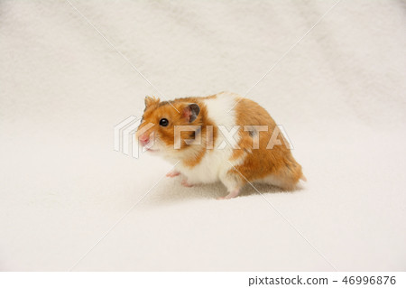 Golden hamster 46996876