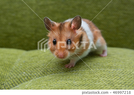 Golden hamster Golden hamster 46997218