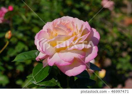 Rose piece Rose piece 46997471
