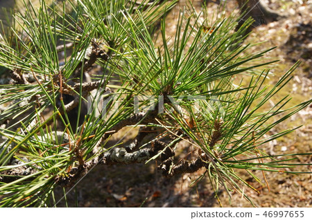 Pine branches after pruning (regarded! Tree covered with moss) 46997655