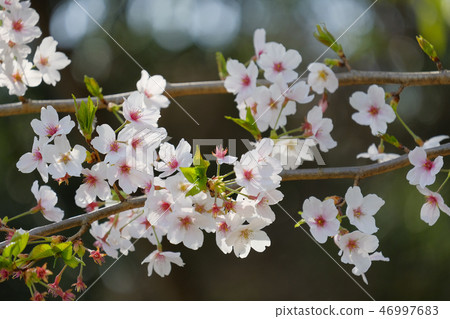 Kashihara Jingu的櫻花 Kashihara Jingu的櫻花 46997683