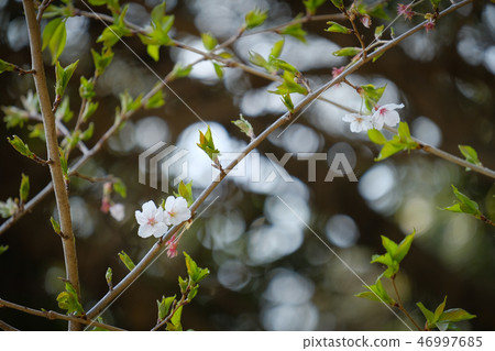 Kashihara Jingu的櫻花 Kashihara Jingu的櫻花 46997685