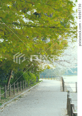 The promenade and cherry blossoms of Hagiwara Jingu The promenade and cherry blossoms of Hagiwara Jingu 46997730