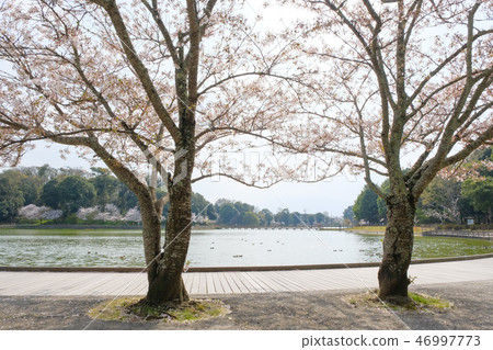 The promenade and cherry blossoms of Hagiwara Jingu 46997773