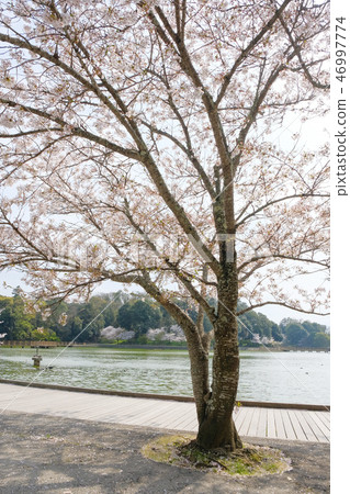 The promenade and cherry blossoms of Hagiwara Jingu 46997774