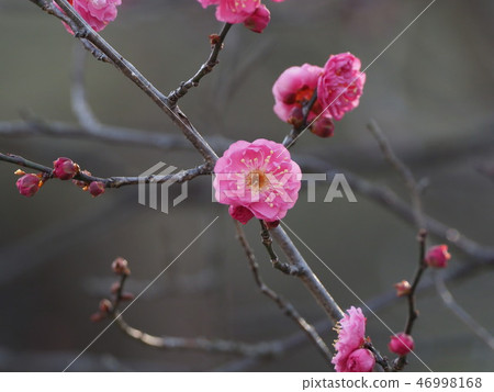 Ume Ichigo 46998168
