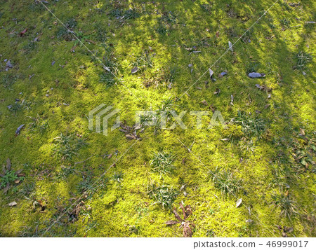 Wild carpet 46999017