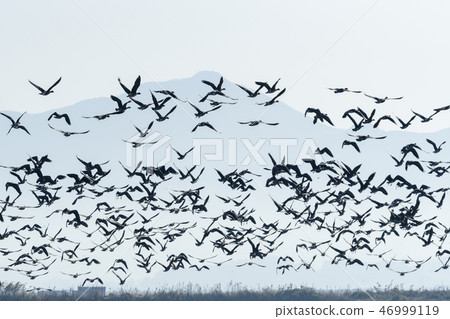 Geese, Cheonsu Bay, Seosan, Chungnam 46999119