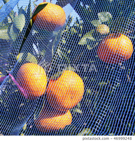 Mikan that has been hung on the net to avoid bird damage Mikan that has been hung on the net to avoid bird damage 46999248