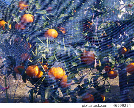 Mikan that has been hung on the net to avoid bird damage Mikan that has been hung on the net to avoid bird damage 46999254