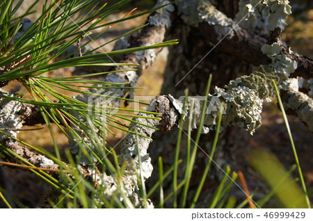 Rare! A pine covered with plumeria 46999429