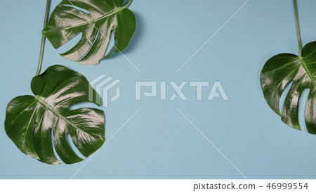 monstera plant pattern isolated, texture top view - Stock Photo [46999554]  - PIXTA