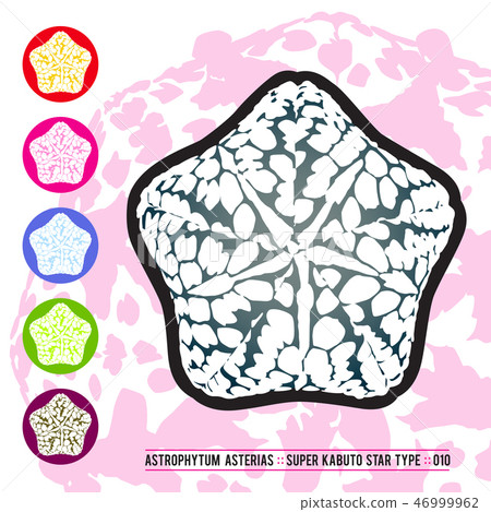 CACTUS08_Astrophytum Asterias 010 46999962