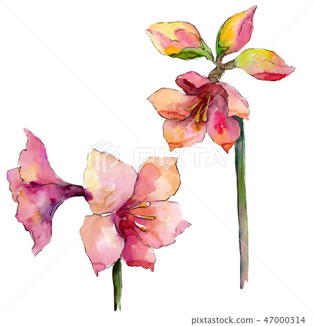 Pink amaryllis floral botanical flower. Watercolor background illustration set. Isolated amaryllis Pink amaryllis floral botanical flower. Watercolor background illustration set. Isolated amaryllis 47000314