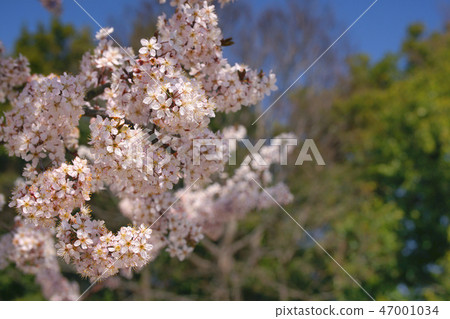 Cherries 47001034