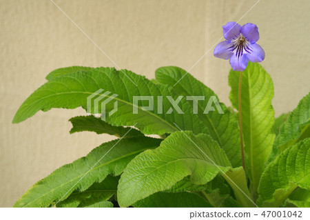 鏈黴菌車路徑 47001042