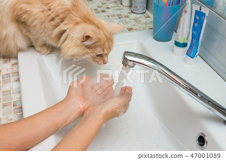 Domestic cat trying to drink water from the palms in the sink Domestic cat trying to drink water from the palms in the sink 47001089