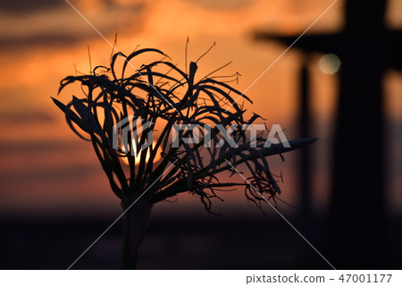夕陽 夕陽 47001177