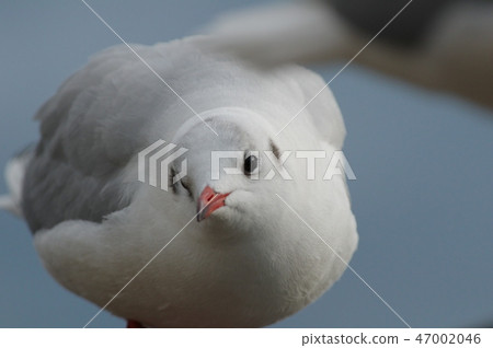 seagull seagull 47002046