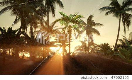 Silhouette coconut palm trees at sunset Silhouette coconut palm trees at sunset 47002195