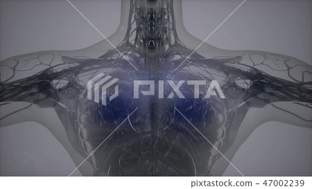 3D magnetic resonance image scan 47002239