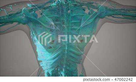 Complete close-up view of the Skeletal Complete close-up view of the Skeletal 47002242