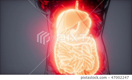 3d illustration of human digestive system 3d illustration of human digestive system 47002247