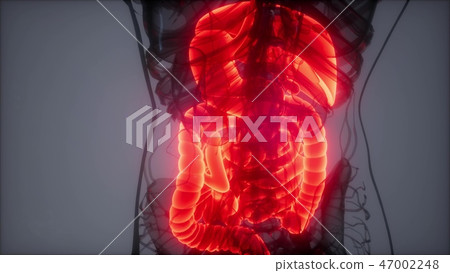 3d illustration of human digestive system 3d illustration of human digestive system 47002248