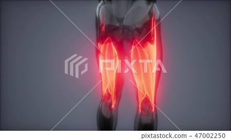 thigh muscles - Visible muscle anatomy map thigh muscles - Visible muscle anatomy map 47002250
