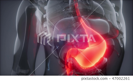 Human Stomach Radiology Exam Human Stomach Radiology Exam 47002261